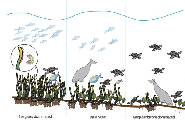 Image shows three alternate states of a marine ecosystem. In one, seagrass dominates, in the second, everything in balanced, in the third, the megaherbivore dominates and essentially eats all the seagrass.