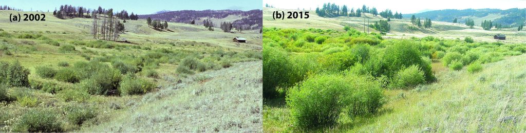 Two photos of the same view from 2002 prior to wolf reintroduction and 2015 post wolf reintroduction. The 2002 photo has much less shrub vegetation around the stream.
