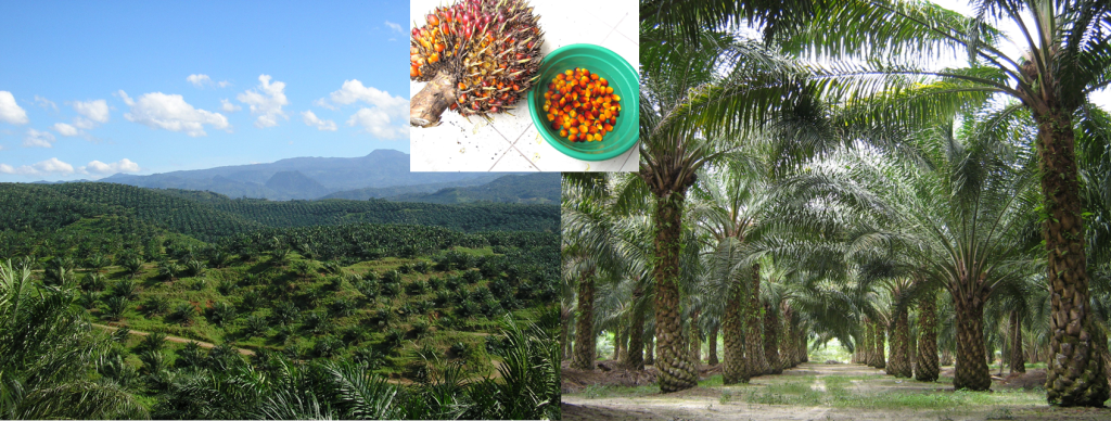 Three photos show: First, a picture of an oil palm plantation containing sky, mountains and grass. Second, a picture of palm oil fruit on a thick stem. Third, a corridor of palm oil plants.
