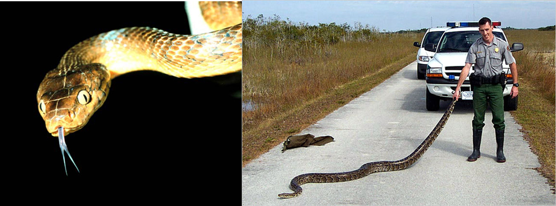Two photographs. Photo on left shows a snake mottled brown and tan, with a forked tongue sticking out of its mouth. Photo on right shows a park ranger holding the tail of a very long python.