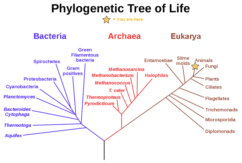 A phylogenetic tree highlights that all of life originates at one point, and splits into three large groups that are called Domains. Within the Bacteria, Archaea and Eukarya are some examples of groups of species.
