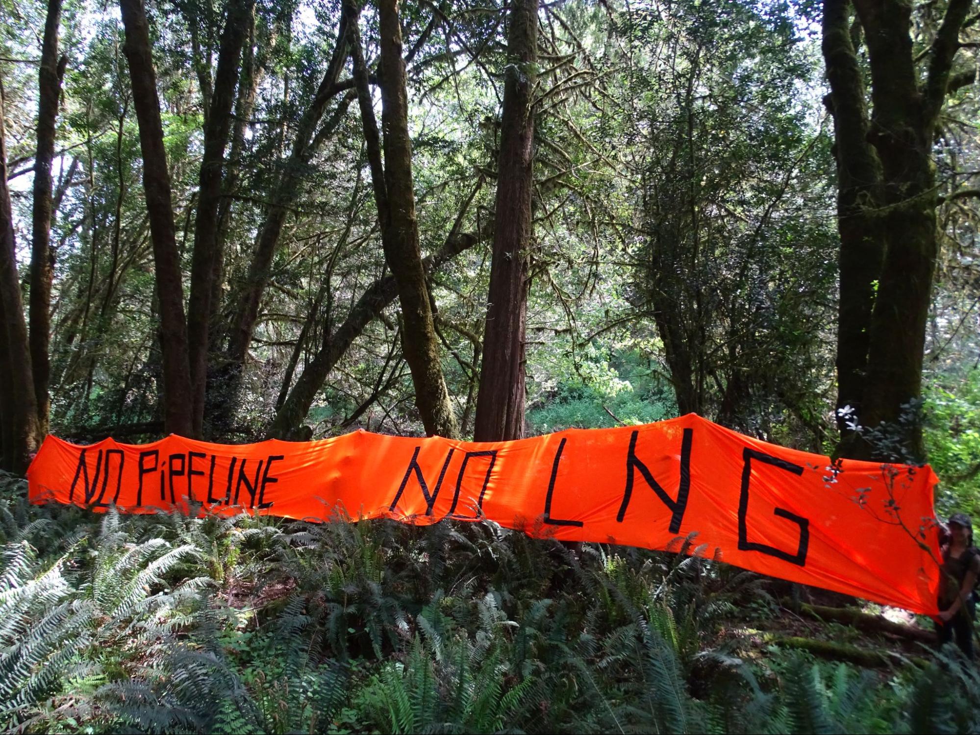 Sign in the forest reads, "No pipeline."