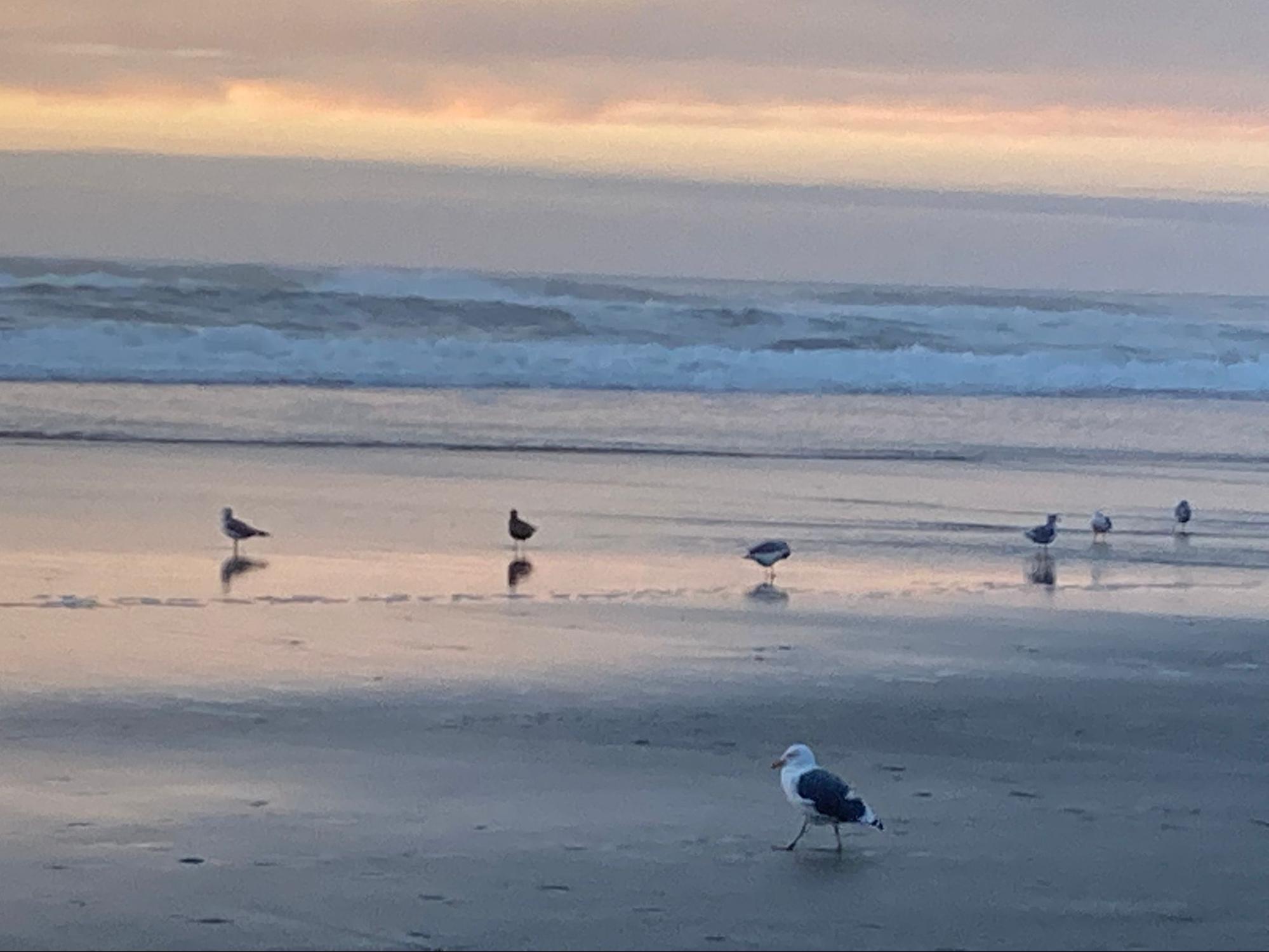 A serene view of the ocean with seagulls walking in the sand.