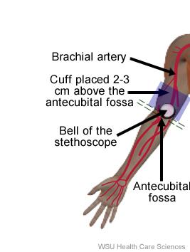 Stethoscope Bell and Sphygmomanometer Cuff Placement. The cuff is placed 2-3 cm above the antecubital fossa.