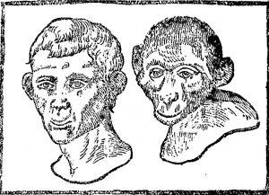 A sketch of a man with atavistic features pictured next to the face of a monkey.