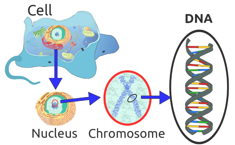illustration of a cell, nucleus, chromosome, and DNA