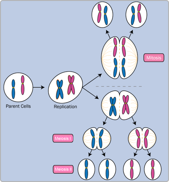 Diagram showing the different processes of mitosis and meiosis