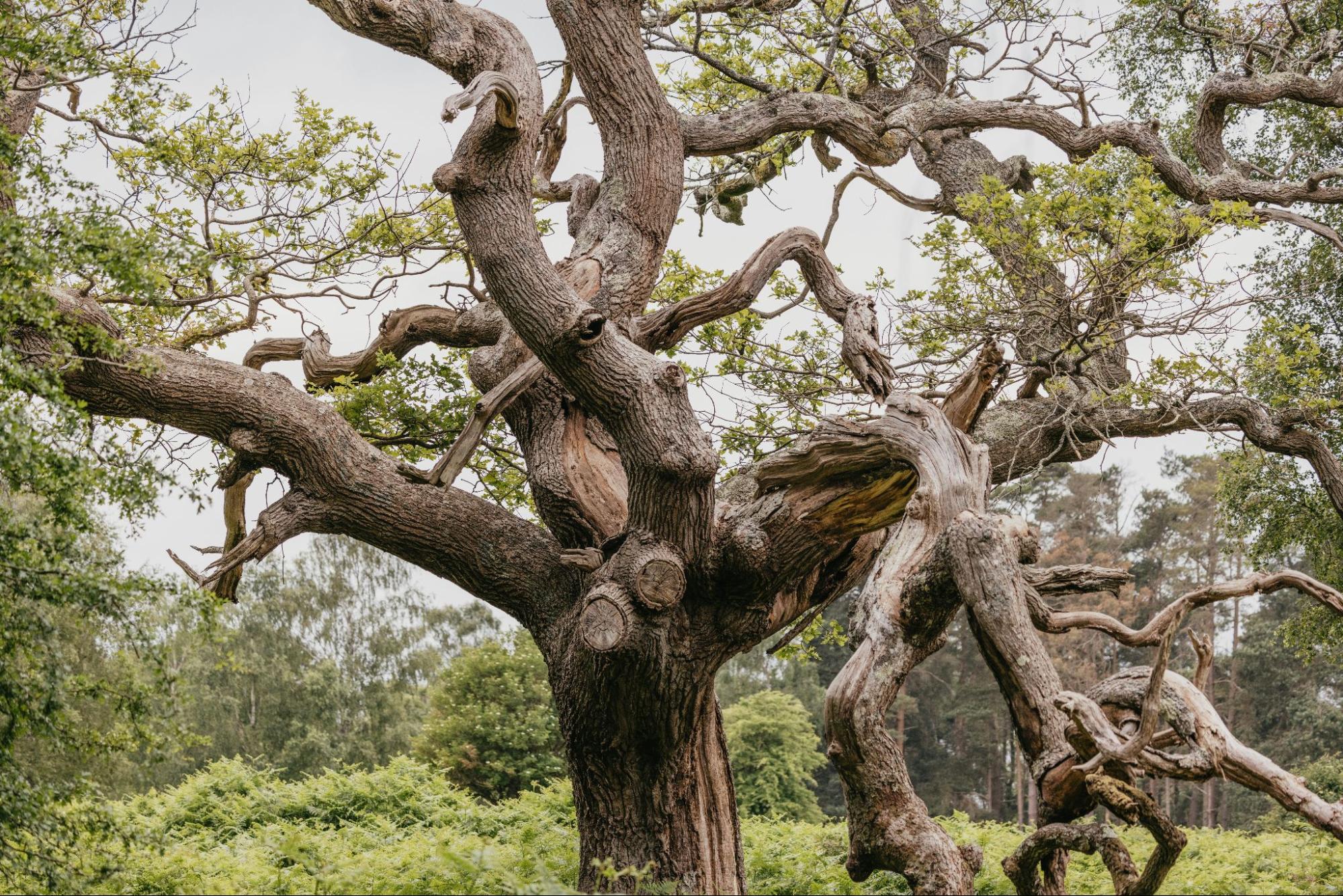 A large tree with thick, asymmetrical limbs curving into the sky.