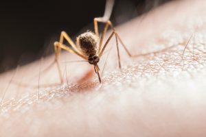 Decorative photo of a mosquito biting skin.