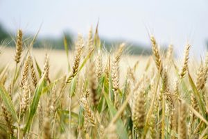Decorative Photo of Wheat
