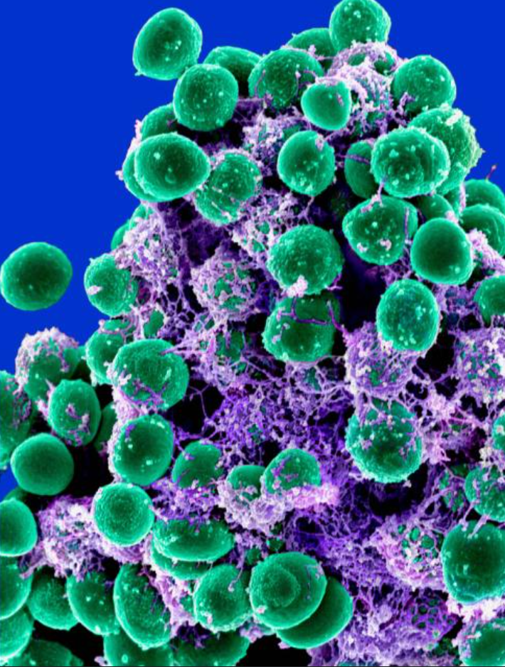 Cover image for Microbiology Laboratory Manual