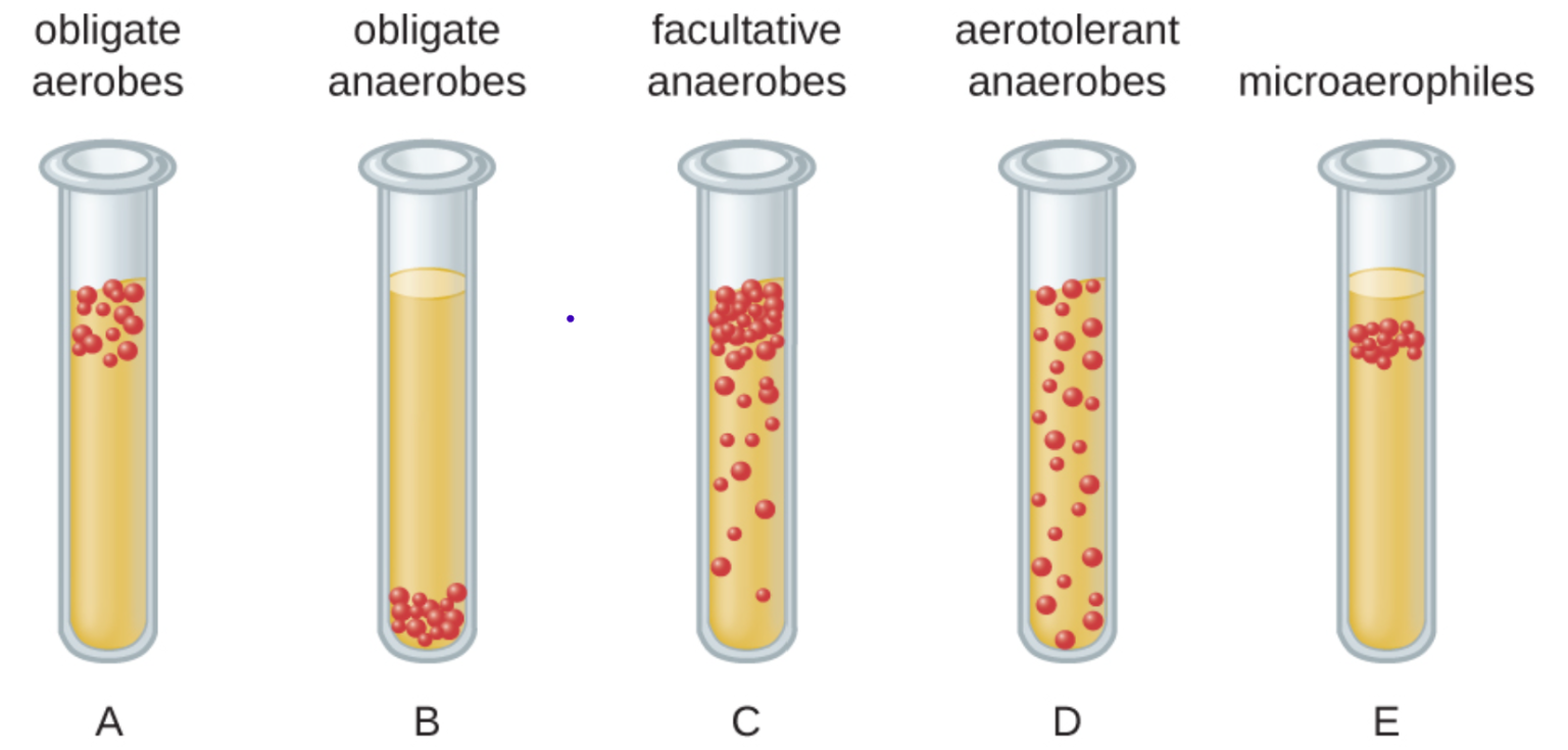 Growth Patterns in Broth – Microbiology Laboratory Manual