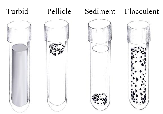 Growth Patterns in Broth – Microbiology Laboratory Manual