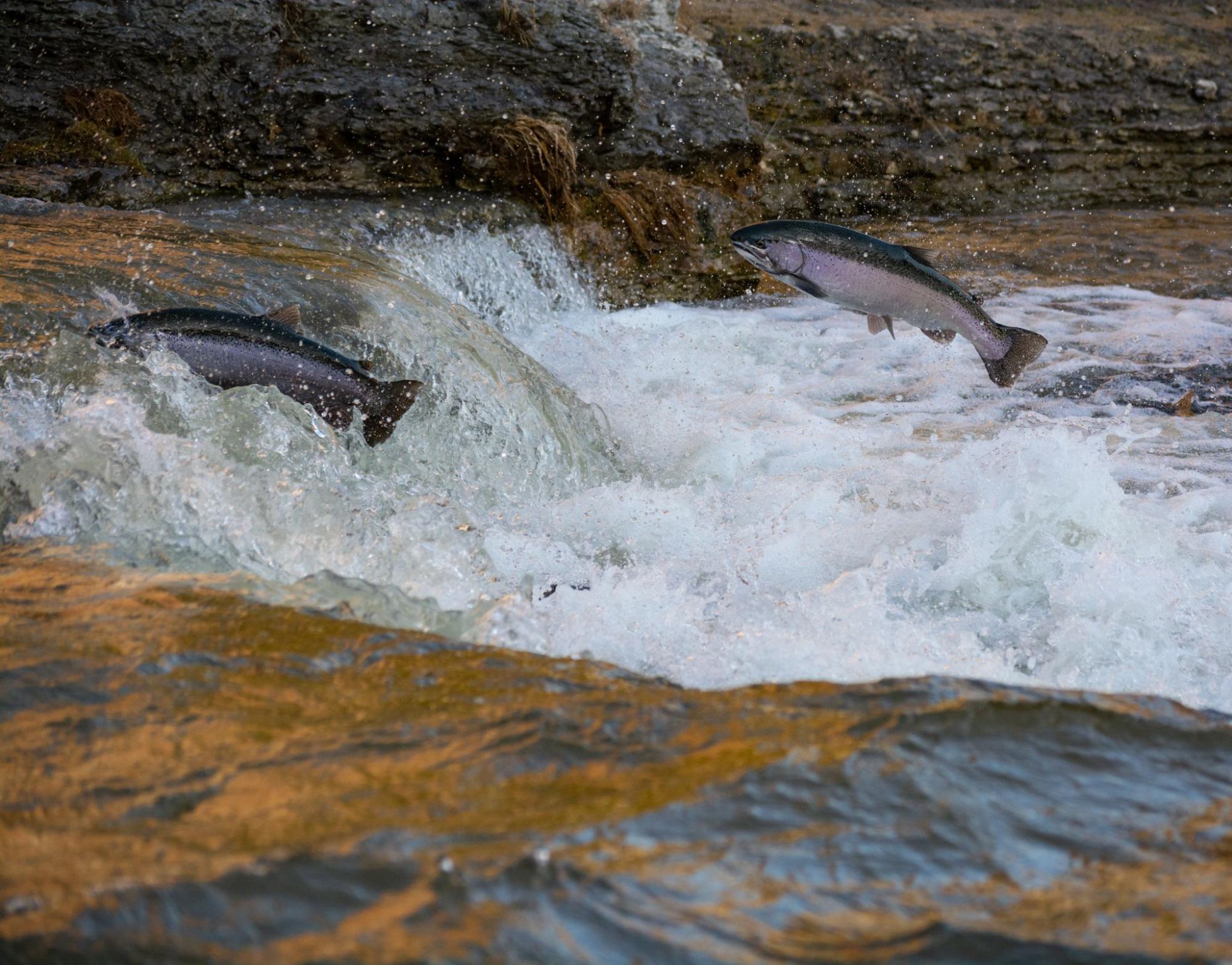 Two salmon leaping out of the water, swimming upstream against the rapids