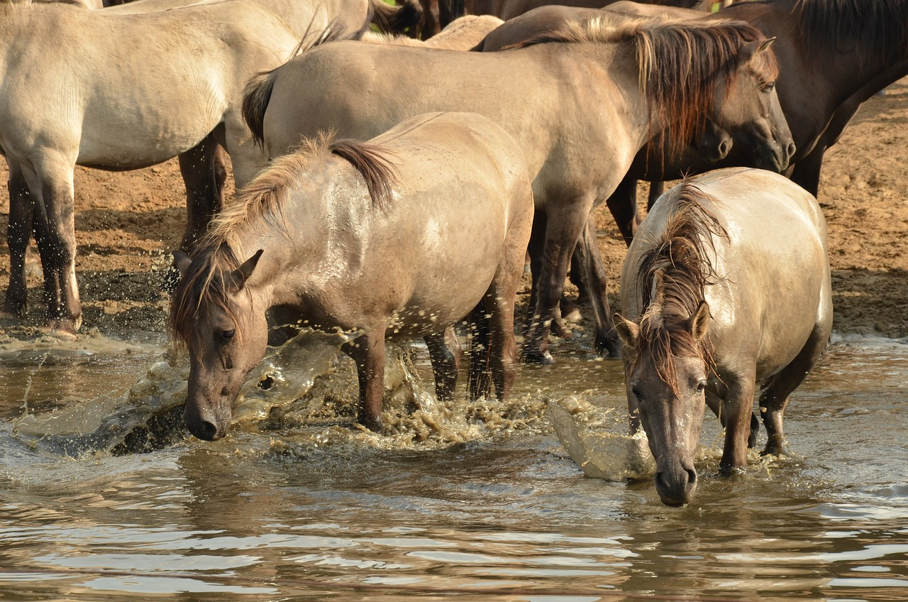 A herd of scruffy brownish grey horses splashes through a river to drink