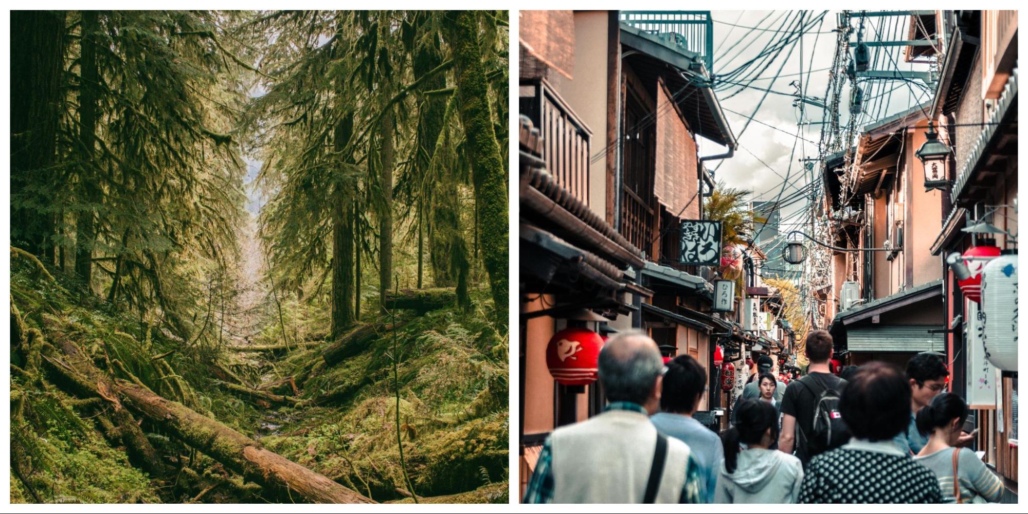 Side-by-side photos of a mossy forest and a crowded street.
