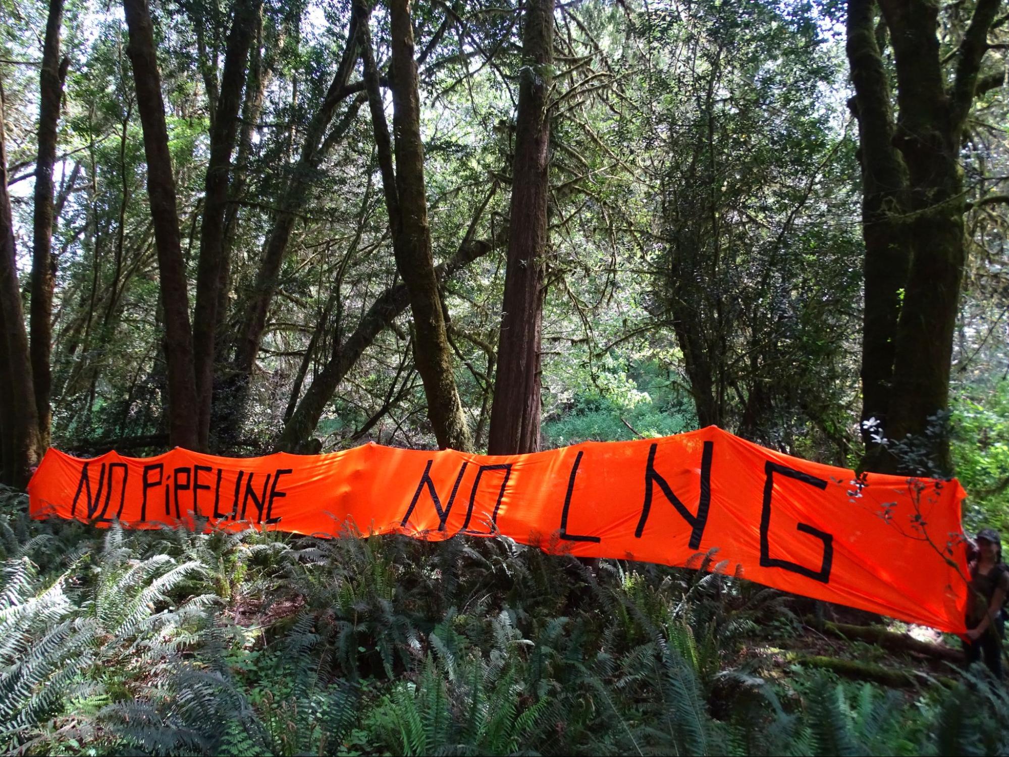 Fig 5.2 Sign in the forest reads, "No pipeline."