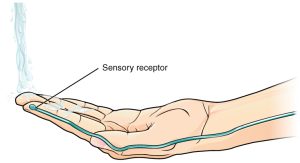 Hand feeling cold water. Protection from Thermal Damage.Skin detects hot and cold stimuli to help the body avoid thermal injury.