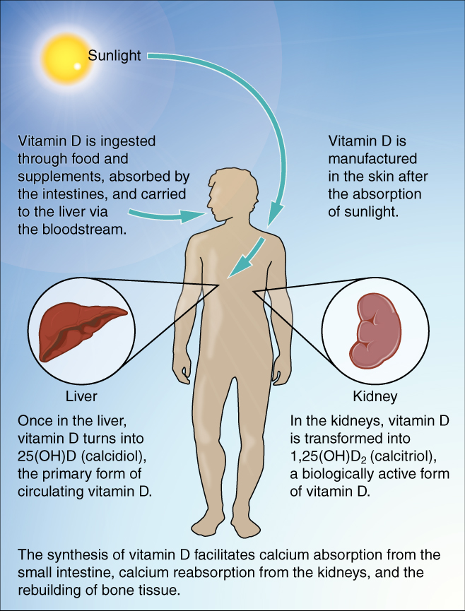 UV exposure enables the skin to convert cholesterol to vitamin D.