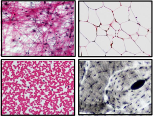 All images by bccoer are marked with CC0 1.0. This photomicrograph shows loose areolar connective tissue in the upper left frame, adipose in the upper right frame, blood in the lower left frame, and bone in the lower right frame.