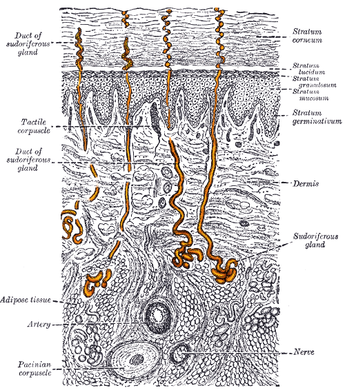 sectional view of skin with sweat glands highlighted