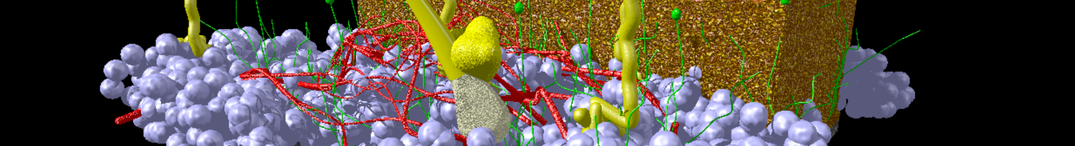 Model of Human Skin By Scivit - Own work, CC BY-SA 4.0, via Wikimedia Commons Skin model