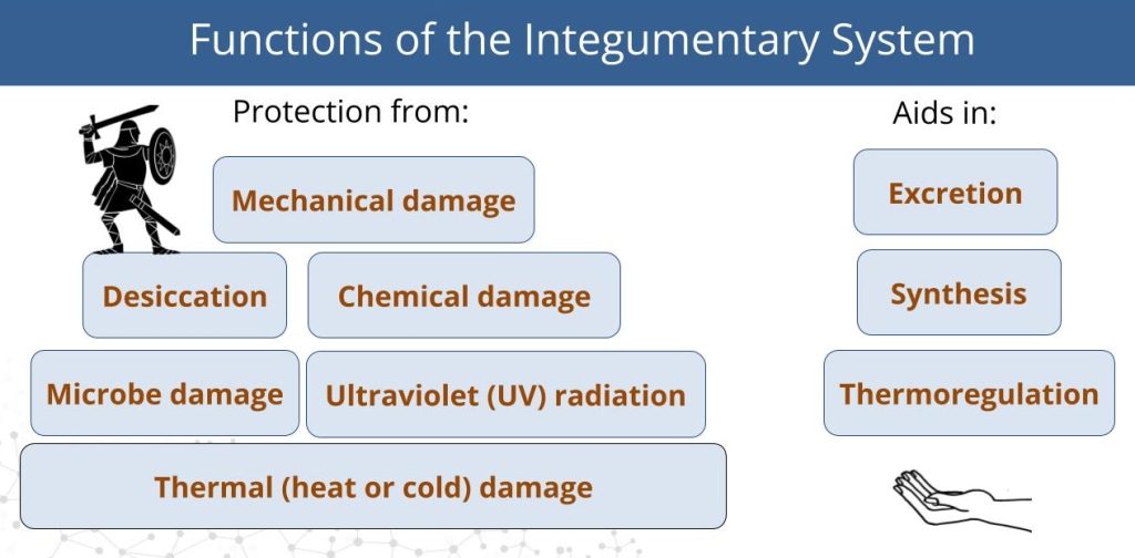 Image shows the protective functions of skin as if they are bricks with a viking on top to symbolize protection. Skin protects from various types of damage. The functions of skin in excretion, synthesis, and thermoregulation are symbolized with a helping hand.