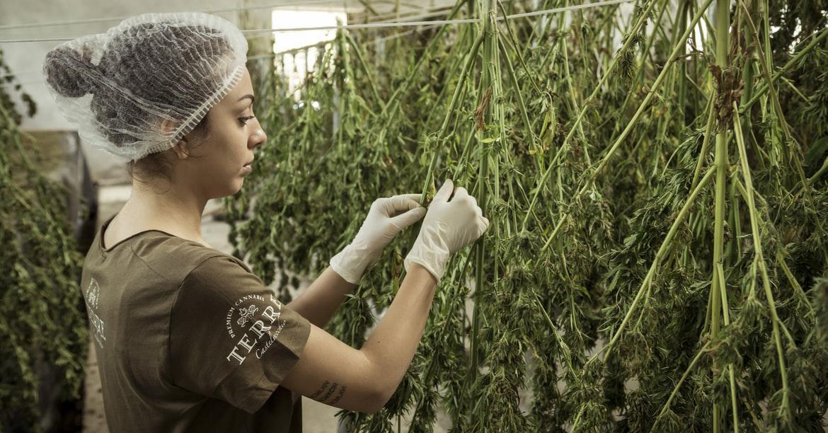 A woman in a hairnet and gloves separating marijuana plant leaves that are hanging upside down drying.