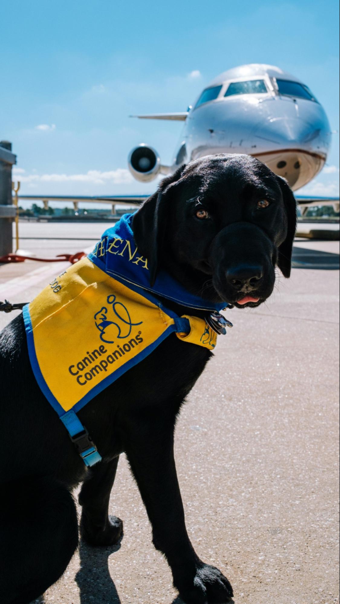 Photo of a dog wearing a yellow "Canine Companions" vest