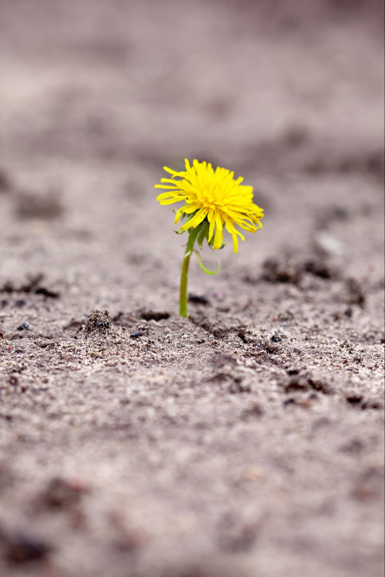 A yellow dandelion growing out of hard cracked dirt