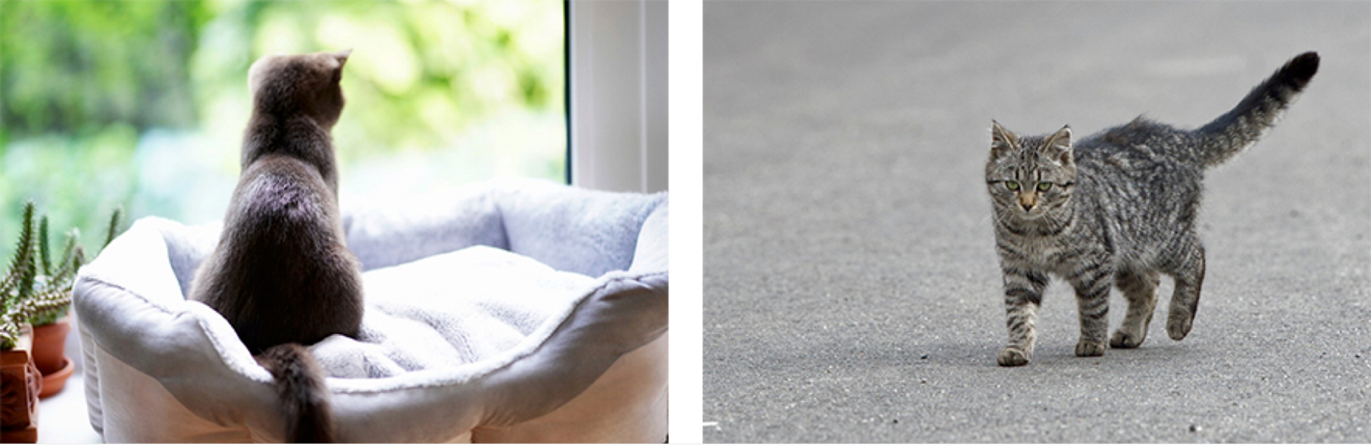 Left: indoor cat on bed. Right: outdoor cat walking on sidewalk.