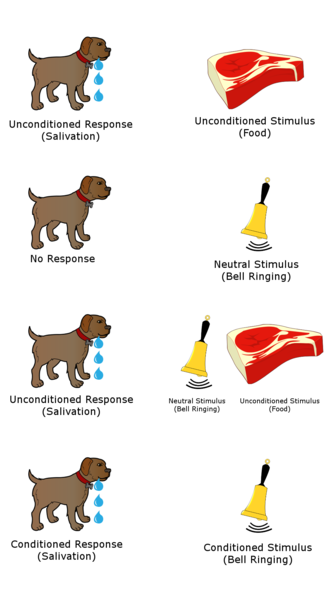 Figure 5.6. An Example of Classical Conditioning Image illustrates Classical Conditioning. First a dog salivates when it sees meat. Next a dog has no response when it hears a bell. Next, a dog salivates when it hears the bell when seeing the meat. Finally a dog salivates when it just hears the bell.