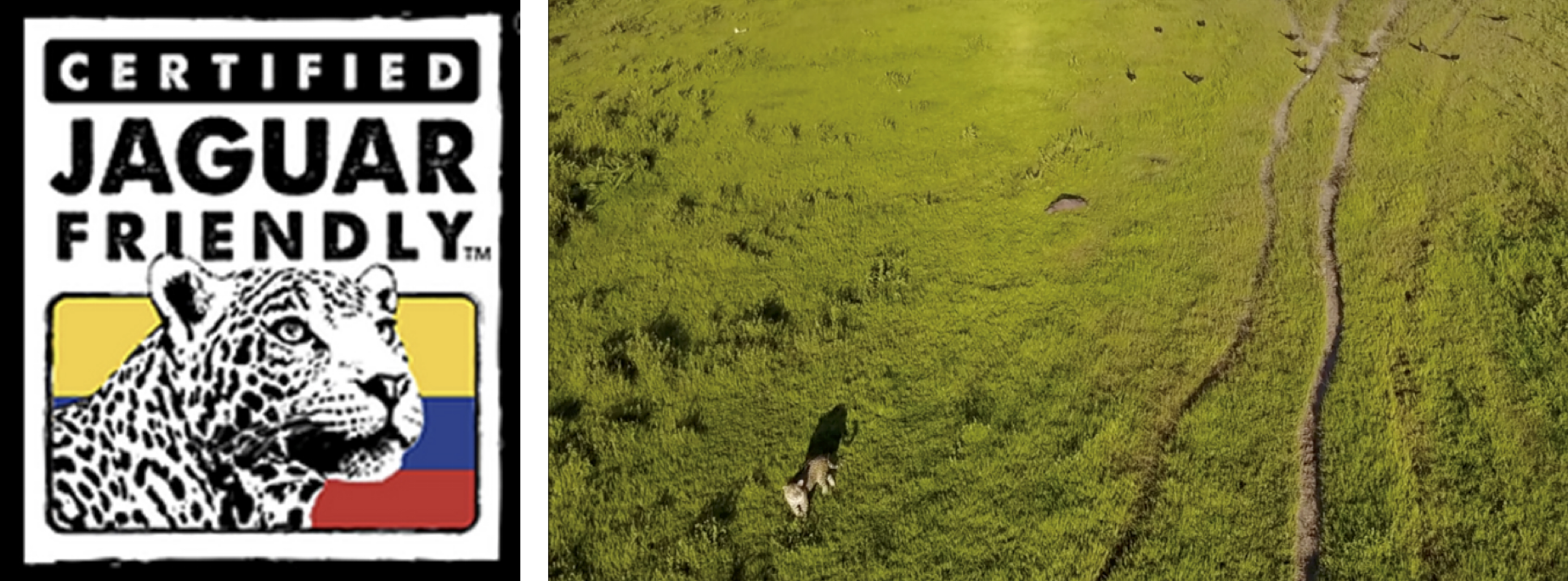 An aerial photo of a jaguar crossing a lush green plain alongside the eco-label "Certified Jaguar Friendly"