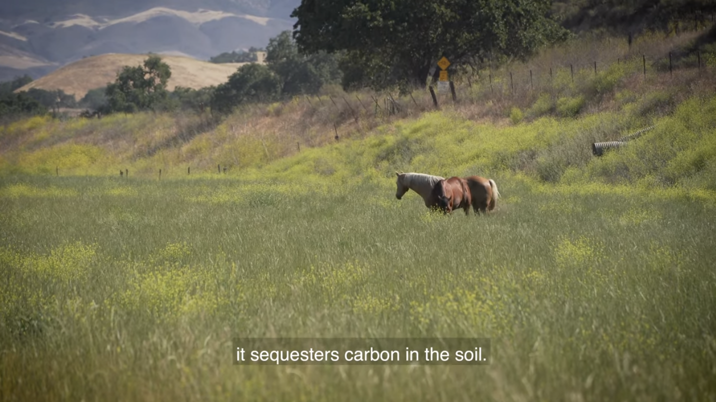 screenshot from the video "what is regenerative agriculture?" showing two horses grazing in a field with a caption on the screen that says "it sequesters carbon in the soil."