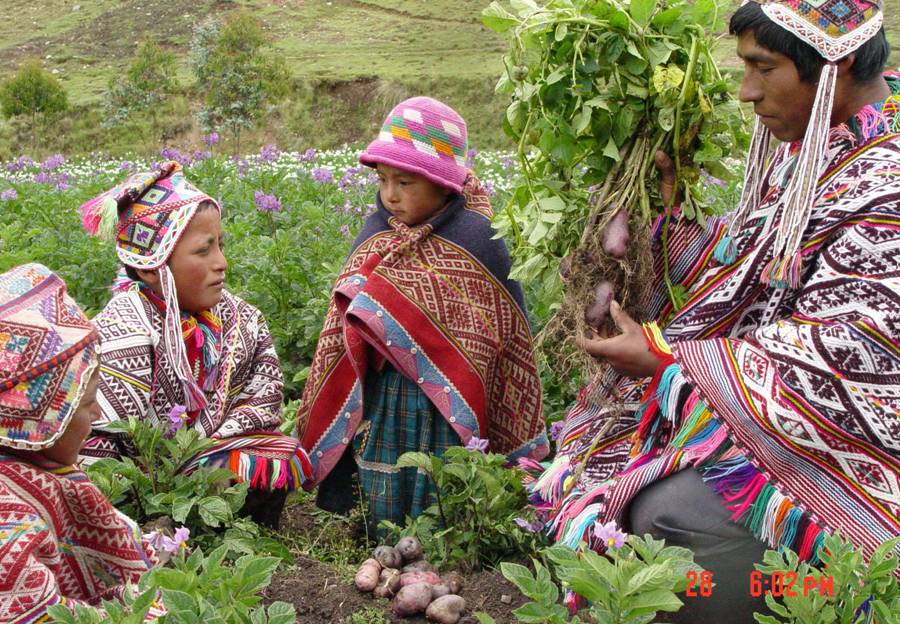 a man and three children in elaborate, colorful clothing sit in a potato field harvesting.