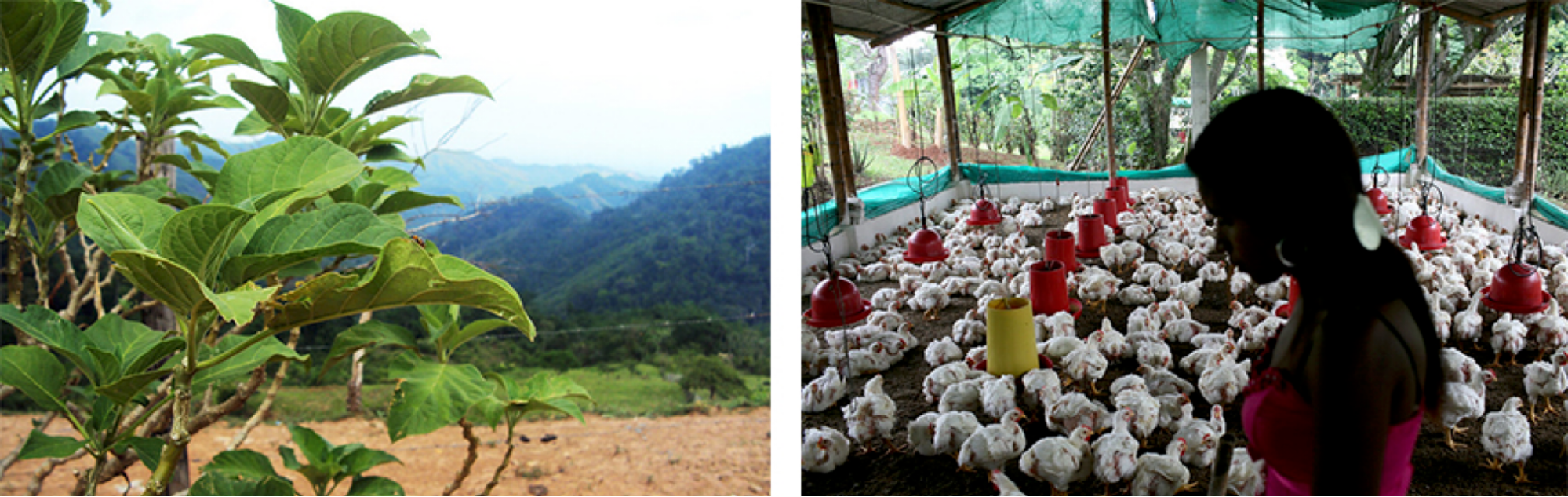 Left, image of a green bush, with mountains in the background. Right, a young woman stands in silhouette in front of many chickens in a pen.