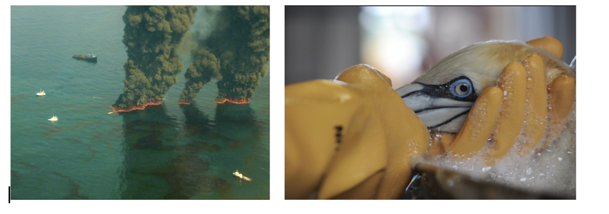 Left, pictures of fire and heavy black smoke burning on ocean. Right, a bird being washed to remove oil.
