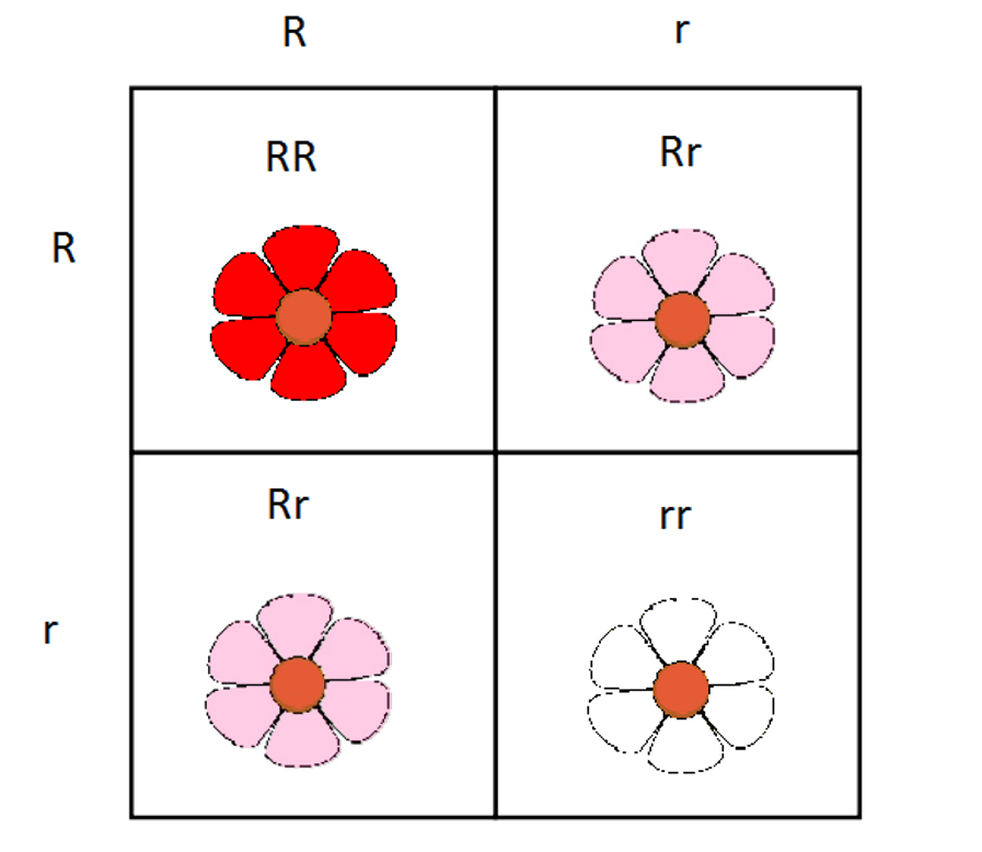 Punnett square showing codominance in flower color.