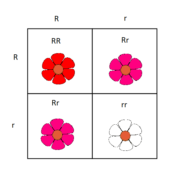 A quadrant representing a Punnett square showing codominance in flower color. The Punnett square is visualized with flowers of different colors