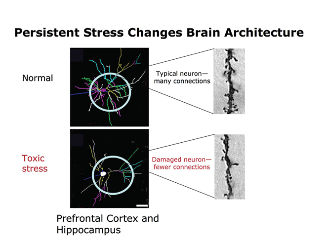 Image description provided following the figure caption