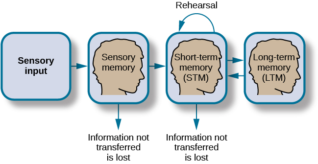 Sensory input leads to sensory memory. Information not transferred is lost. Sensory memory leads to Short-term memory. Information not transferred is lost. Short term memory leads to long-term memory.