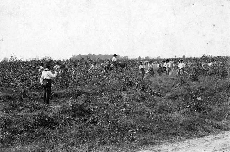 Black and white image of individuals in a field picking cotton
