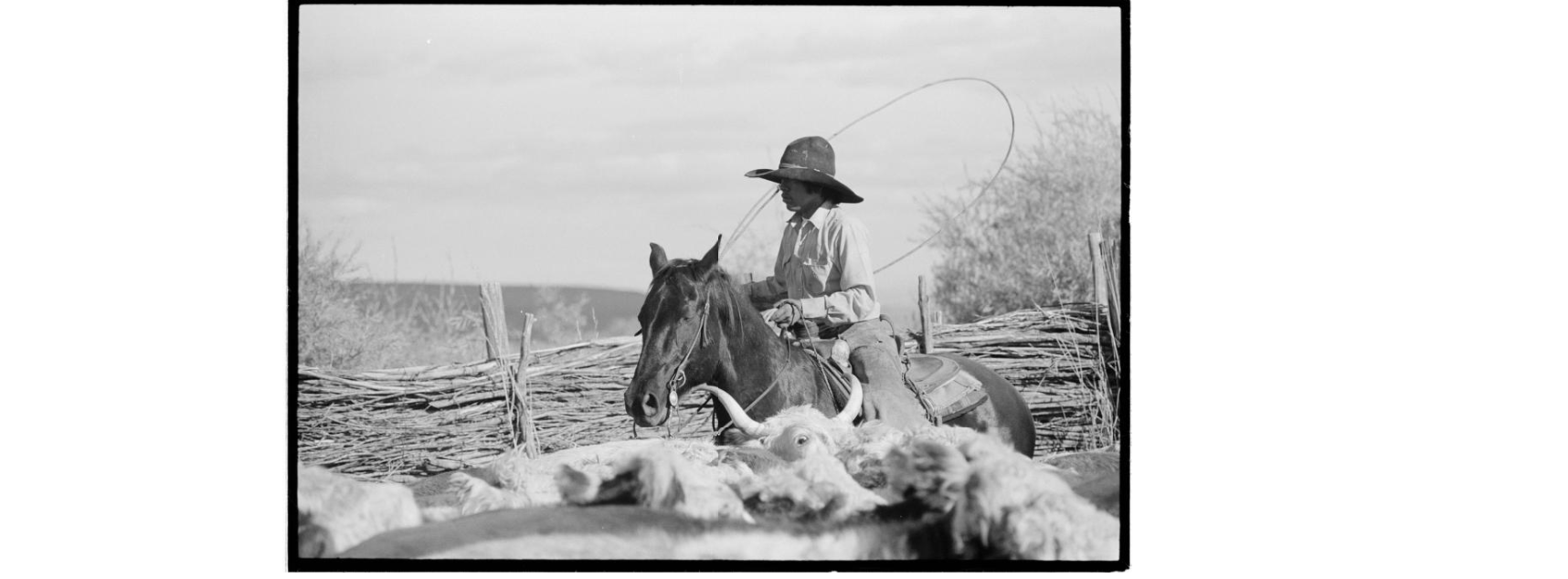 Black and white image of a Mexican Vaquero riding a horse and herding cattle