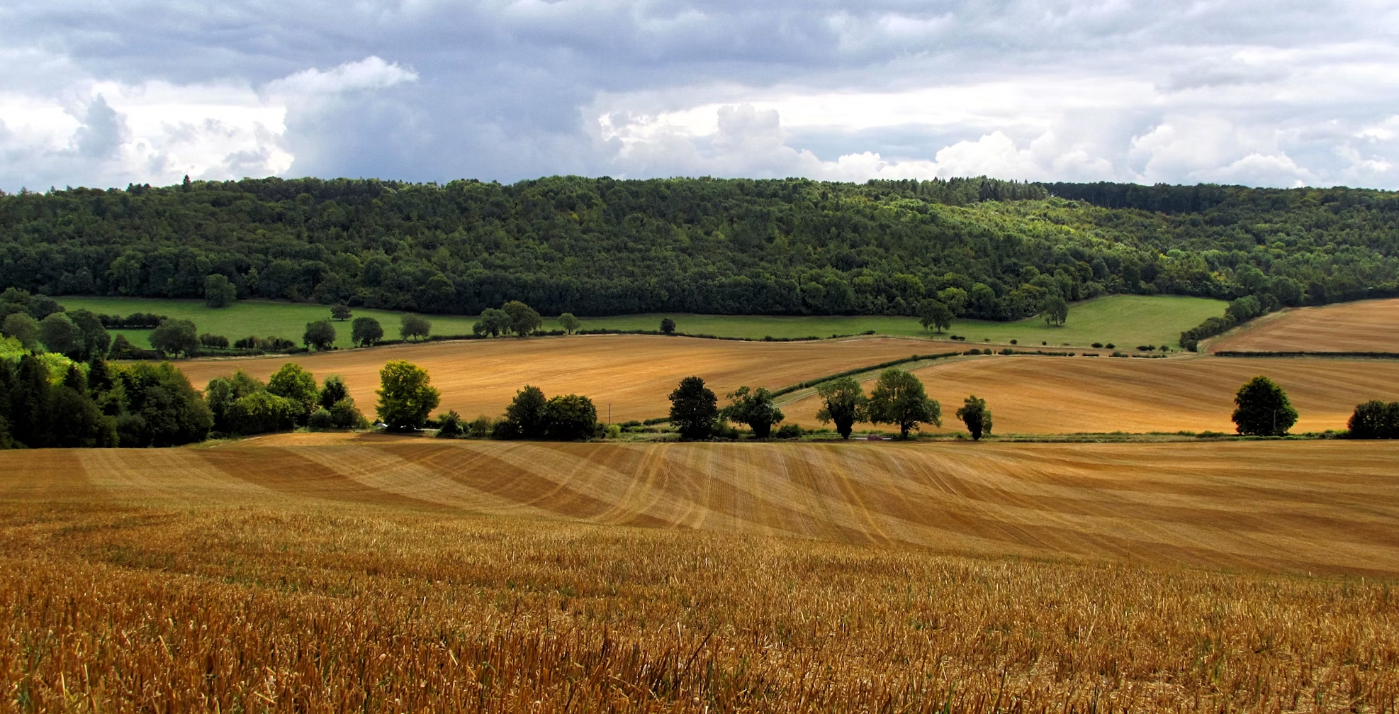 A big blue sky and vast corn field with small tree-covered hills in the background