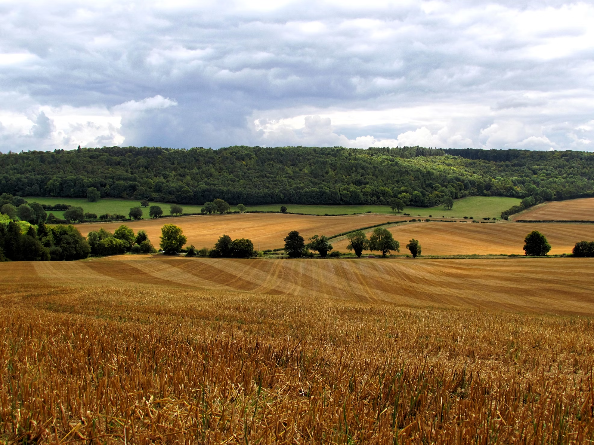 A big blue sky and vast corn field with small tree-covered hills in the background