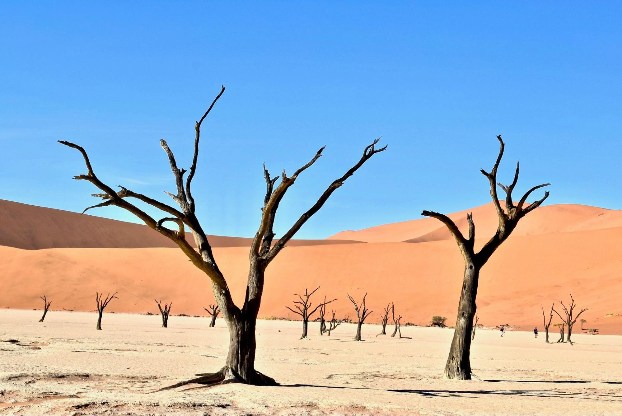 A desert with a few dead trees sticking up