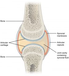 Friction in Joints – Body Physics: Motion to Metabolism