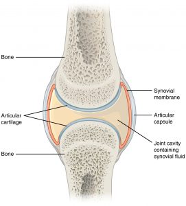 This figure shows a synovial joint. The cavity between two bones contains the synovial fluid which lubricates the two joints.
