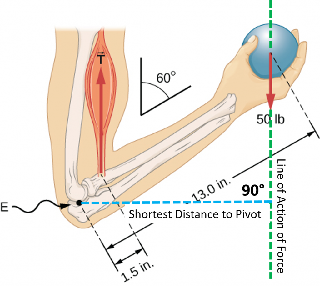 Equilibrium Torque and Tension in the Bicep* Body Physics Motion to