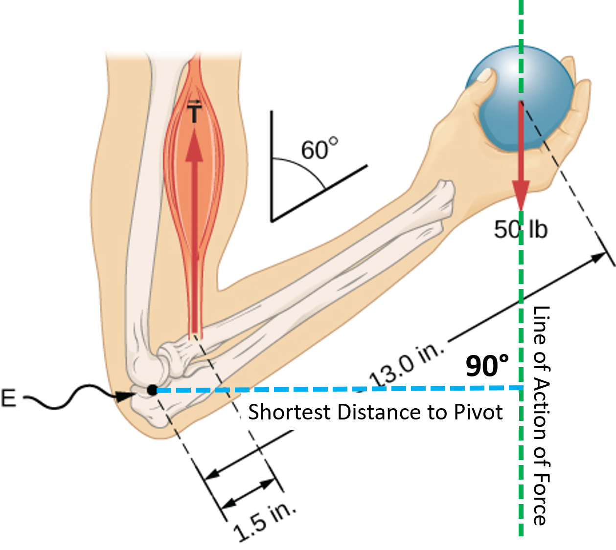 Equilibrium Torque And Tension In The Bicep*   Body Physics: Motion To